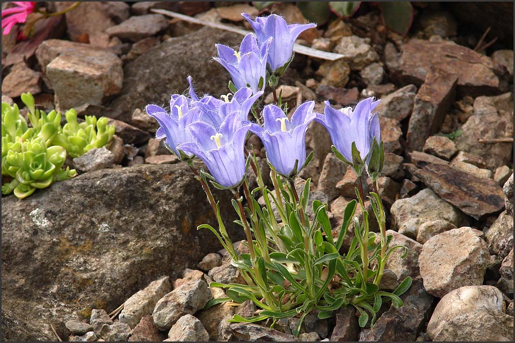 Campanula biebersteiniana II.