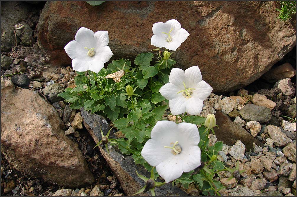 Campanula carpatica , Pearl White ,