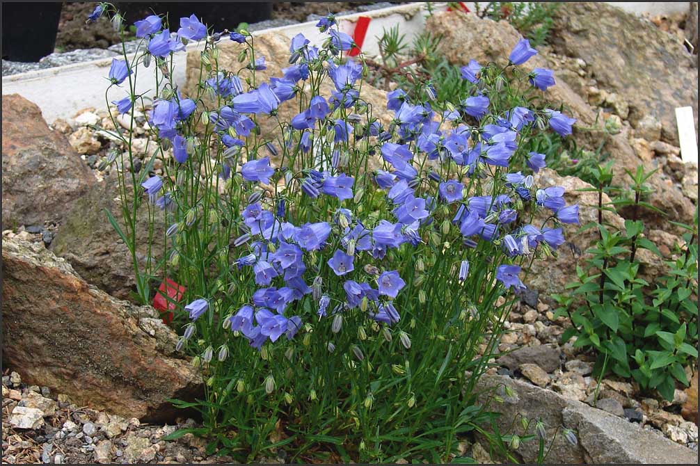 Campanula cespitosa