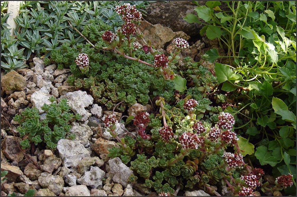 Crasula milfodiae  