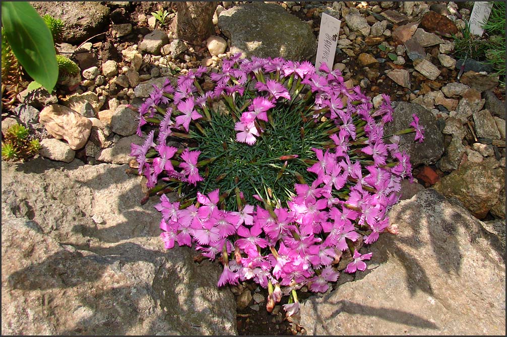 Dianthus bořanovice