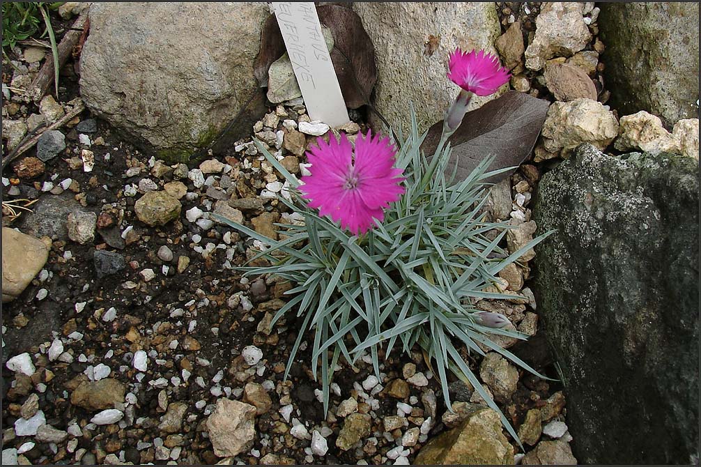 Dianthus feuerhexe