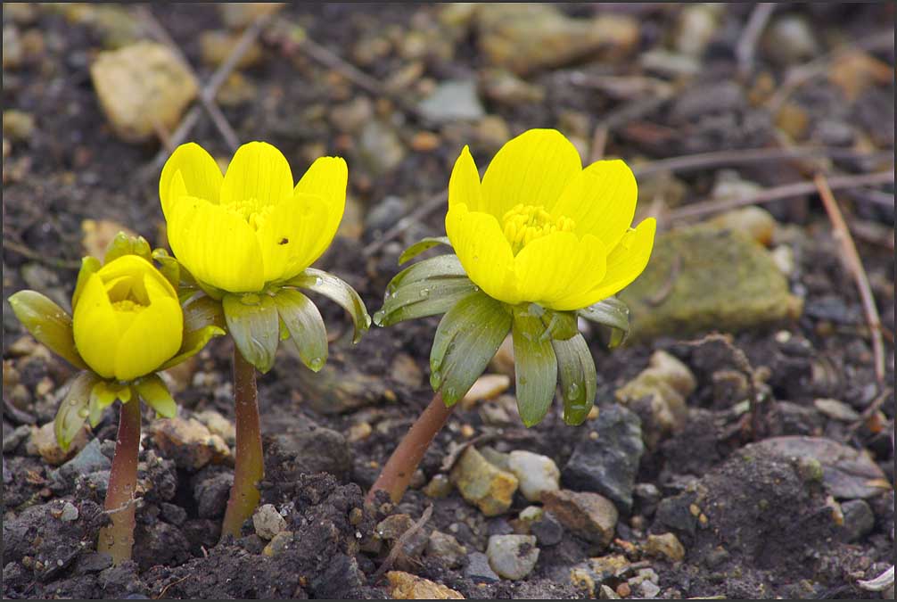 Eranthis hyemalis 