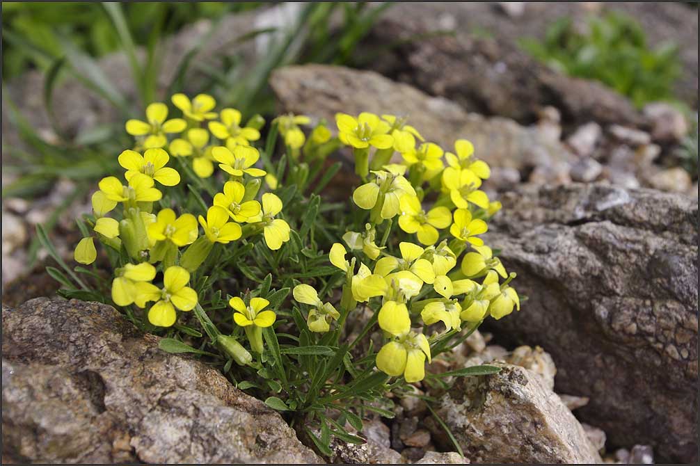 Erysimum helveticum