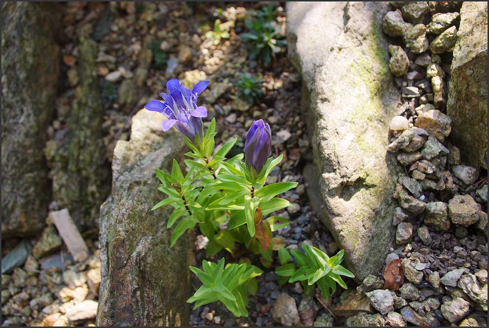 Gentiana calycosa