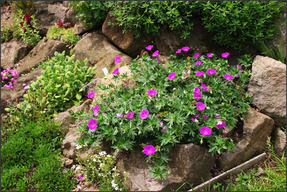 Geranium sanguineum 
