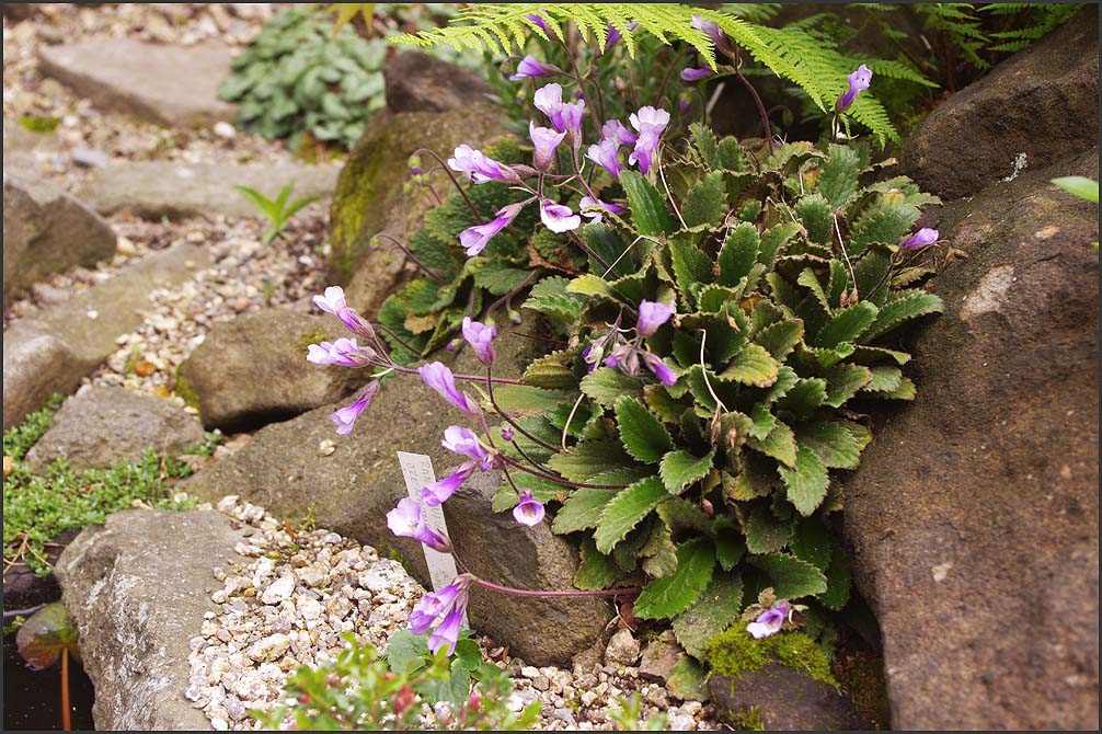 Haberlea rhodopensis