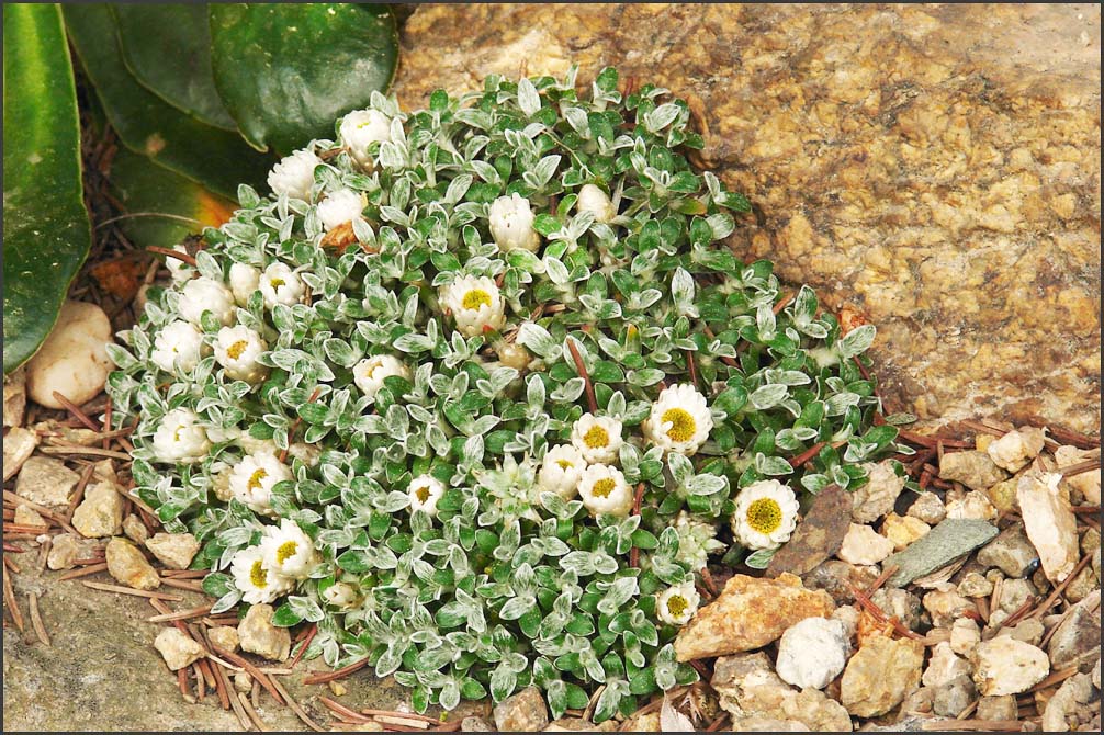 Helichrisum sesiliflorum I.