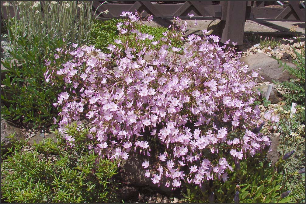 Lewisia , George Henley ,
