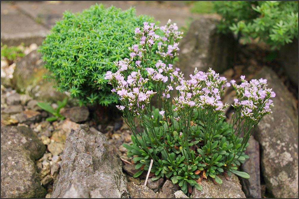Limonium minutum