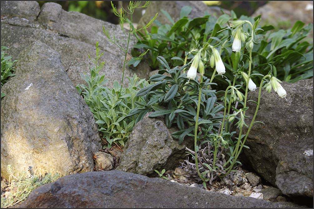 Onosma lutea II. 