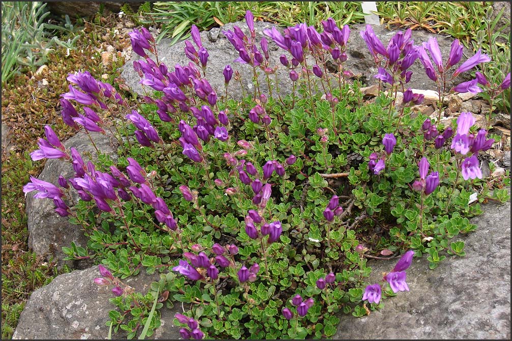 Penstemon , Dwarf Form , 
