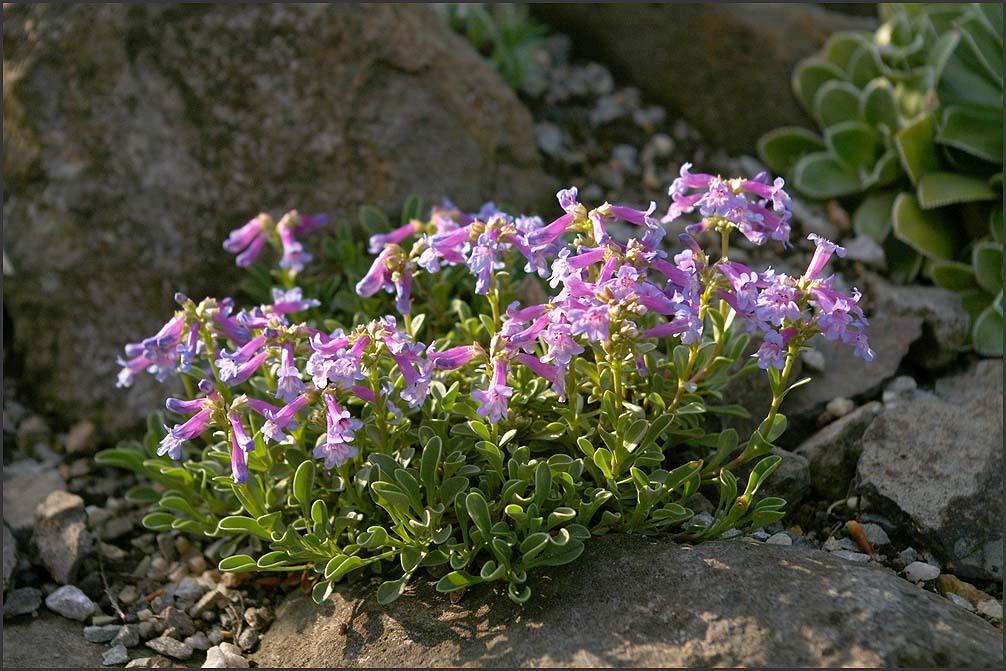 Penstemon campanulatus 