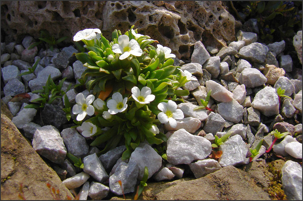 Androsace mathildae I.