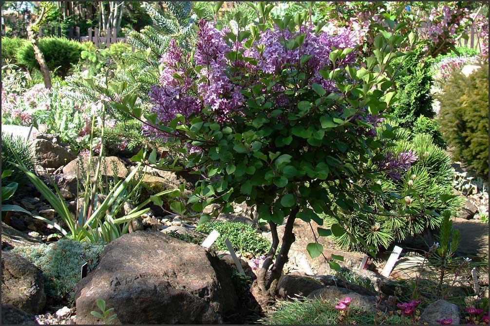 Siringa meryera  