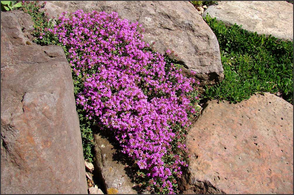 Thymus , Red Carpet ,  