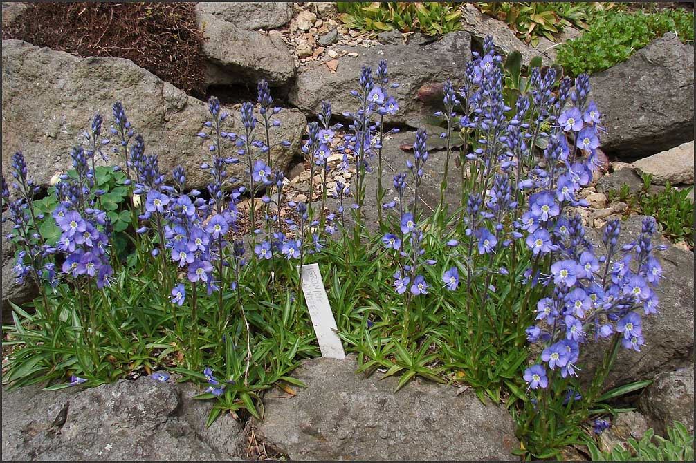 Veronica cinerea