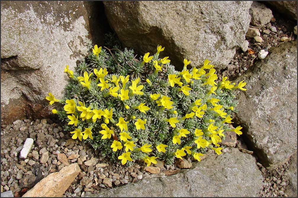 Vitaliana primuloflora  pretutiana