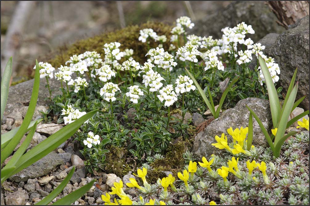 Arabis soreyi