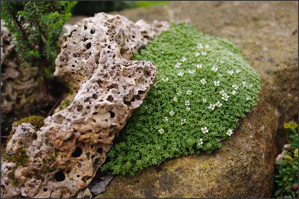 Arenaria , Alfa Carensis ,