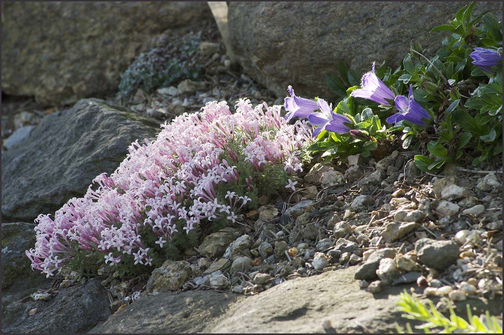 Asperula aracandiensis + campanula pilosa